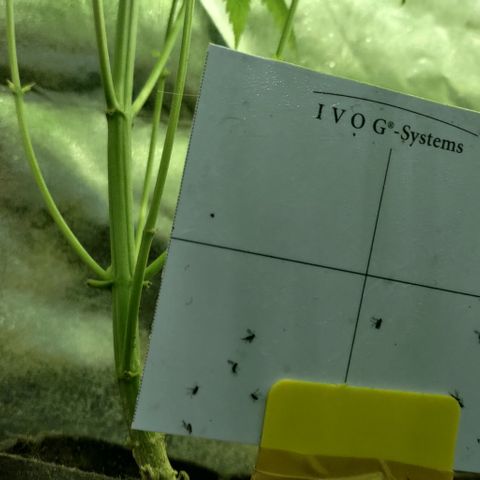 Jack Herer #01 growlog timeline photo