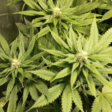 Jack Herer #01 growlog timeline photo