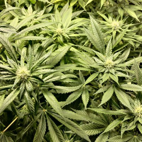 Jack Herer #01 growlog timeline photo
