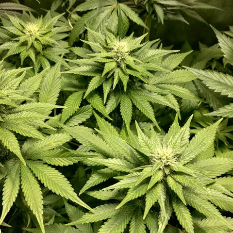 Jack Herer #01 growlog timeline photo