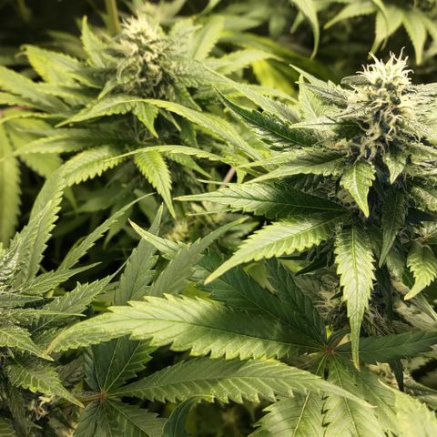 Jack Herer #01 growlog timeline photo