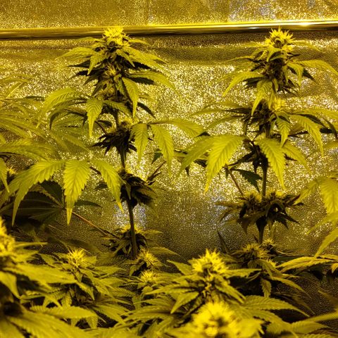 Jack Herer #01 growlog timeline photo