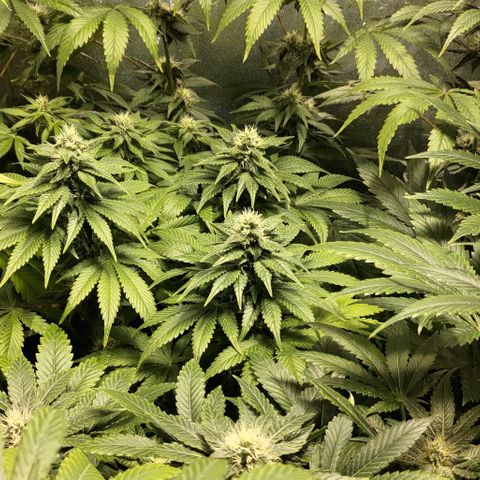 Jack Herer #01 growlog timeline photo