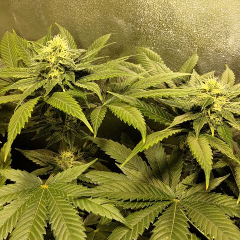 Jack Herer #01 growlog timeline photo