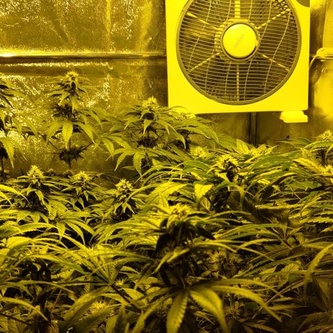 Jack Herer #01 growlog timeline photo