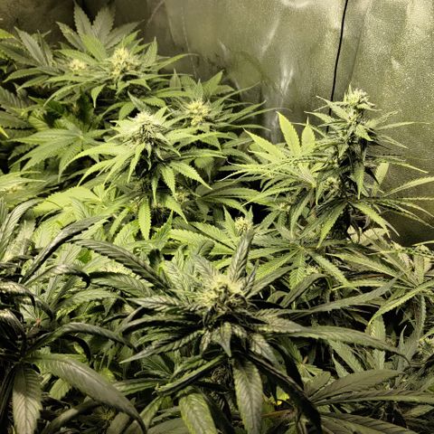 Jack Herer #01 growlog timeline photo