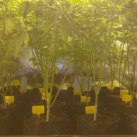 Jack Herer #01 growlog timeline photo