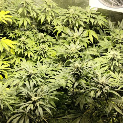 Jack Herer #01 growlog timeline photo