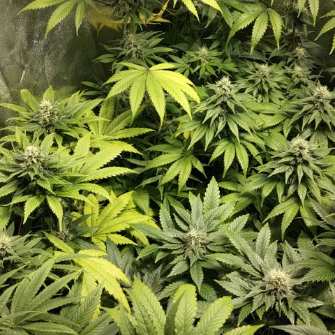 Jack Herer #01 growlog timeline photo