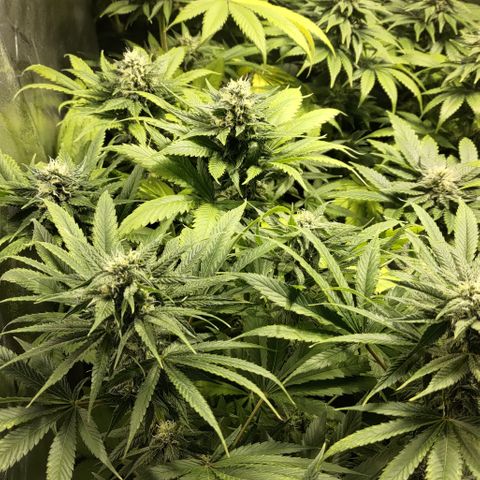 Jack Herer #01 growlog timeline photo