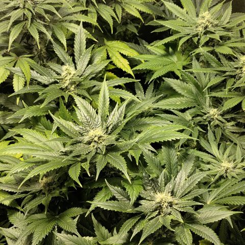 Jack Herer #01 growlog timeline photo
