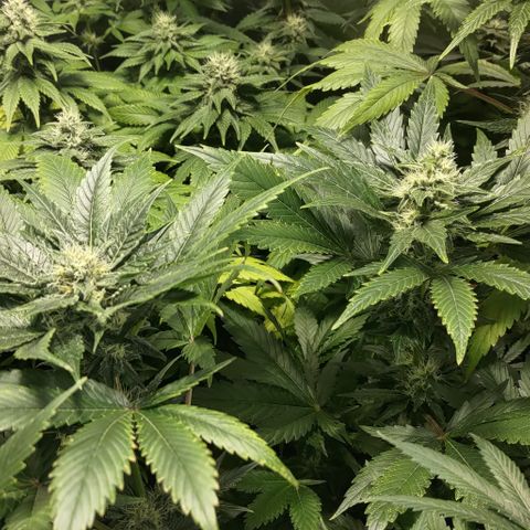 Jack Herer #01 growlog timeline photo