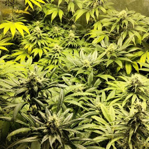 Jack Herer #01 growlog timeline photo
