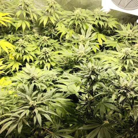 Jack Herer #01 growlog timeline photo