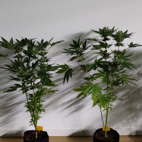 Jack Herer #01 growlog photo: Ortegas