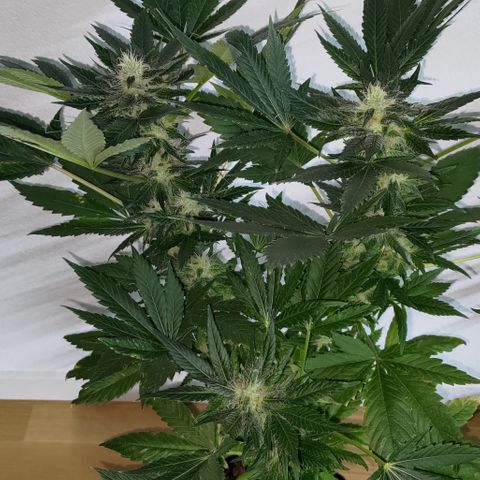 Jack Herer #01 growlog photo: Ortegas