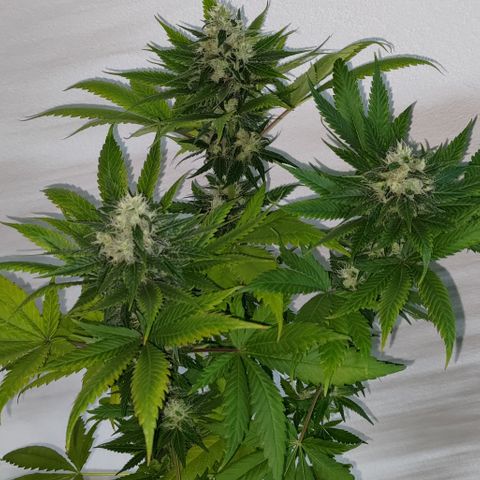 Jack Herer #01 growlog photo: Ortegas
