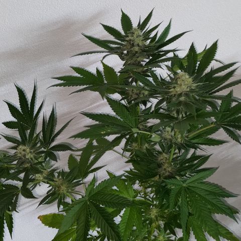 Jack Herer #01 growlog photo: Ortegas