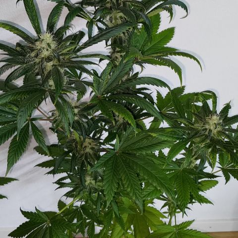 Jack Herer #01 growlog photo: Ortegas