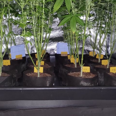 Jack Herer #01 growlog timeline photo
