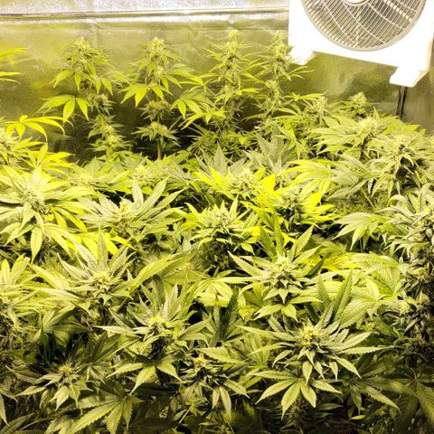 Jack Herer #01 growlog timeline photo