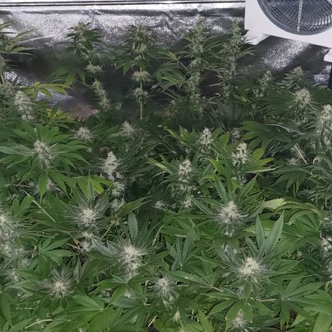 Jack Herer #01 growlog timeline photo