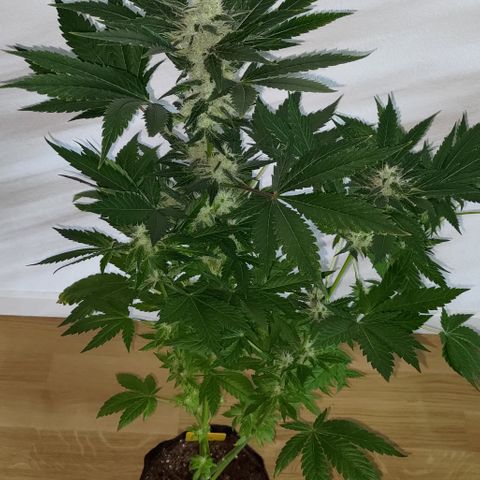 Jack Herer #01 growlog photo: Ortegas