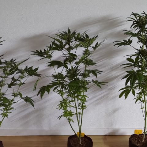Jack Herer #01 growlog photo: Ortegas