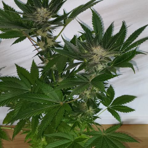 Jack Herer #01 growlog photo: Ortegas
