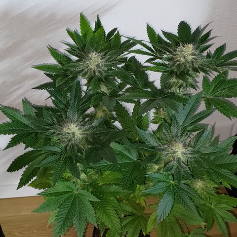 Jack Herer #01 growlog photo: Ortegas