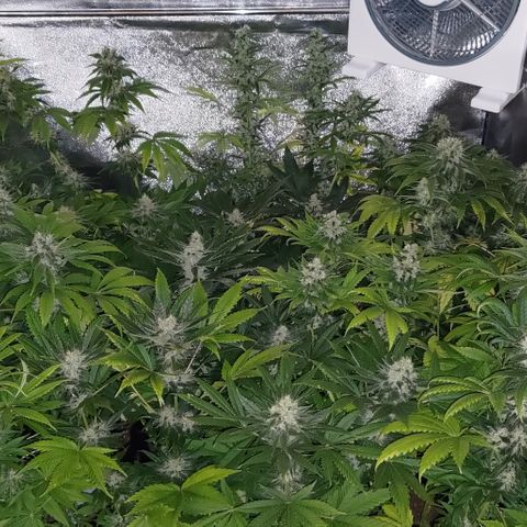 Jack Herer #01 growlog timeline photo