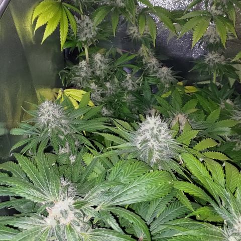 Jack Herer #01 growlog timeline photo