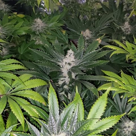 Jack Herer #01 growlog timeline photo