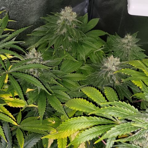 Jack Herer #01 growlog timeline photo