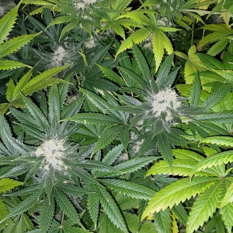 Jack Herer #01 growlog timeline photo
