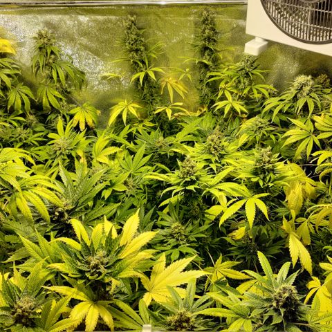 Jack Herer #01 growlog timeline photo