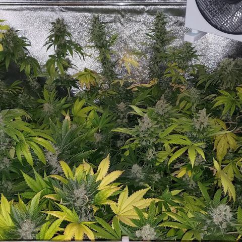 Jack Herer #01 growlog timeline photo