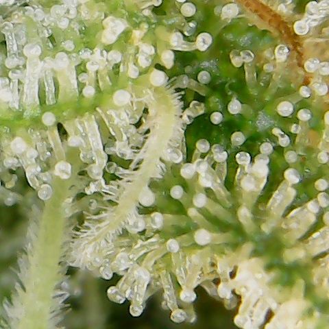 Moby Dick growlog timeline photo