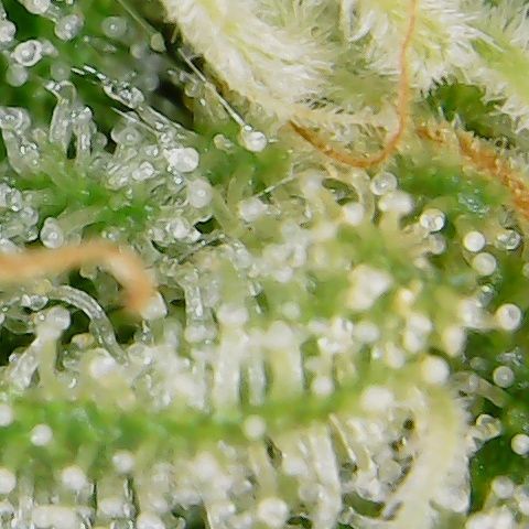 Moby Dick growlog timeline photo