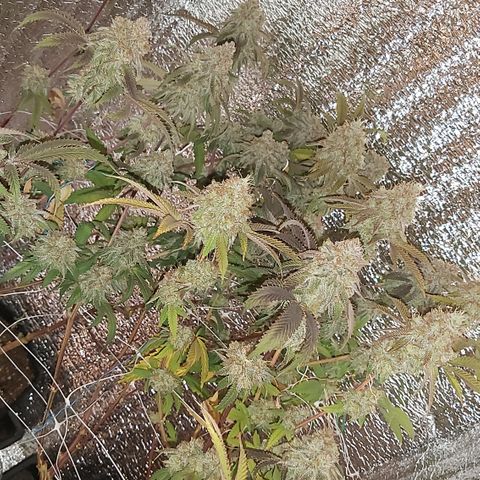 Moby Dick growlog timeline photo