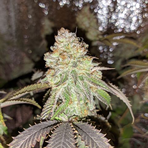 Moby Dick growlog timeline photo
