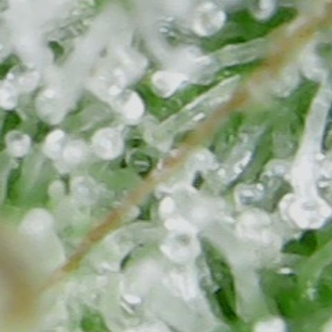 Moby Dick growlog timeline photo
