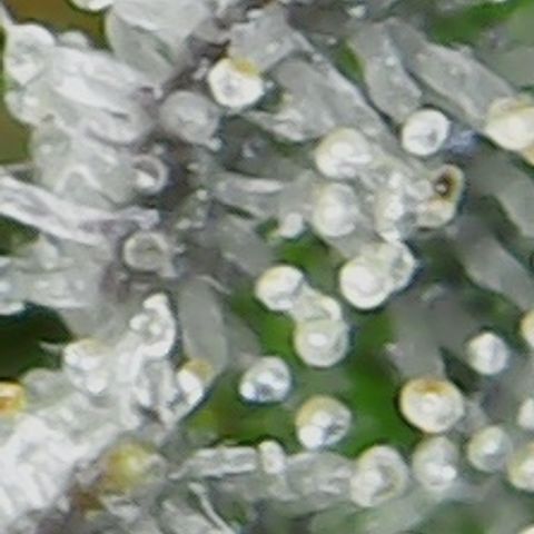 Moby Dick growlog timeline photo