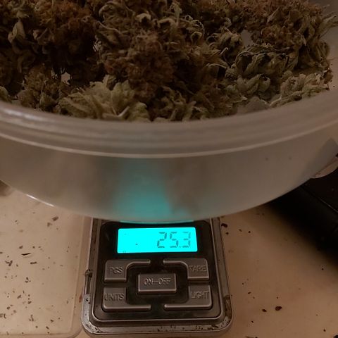 Moby Dick growlog photo: Total 4 esquejes 116.8 👌🏾