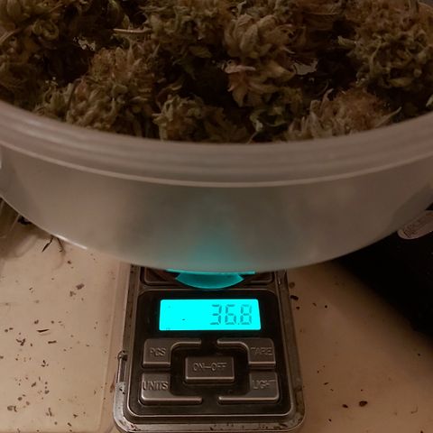 Moby Dick growlog photo: Total 4 esquejes 116.8 👌🏾