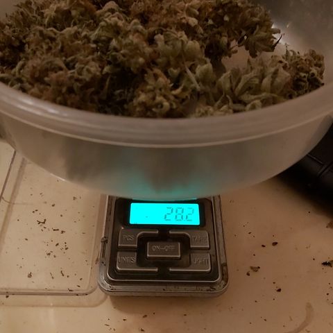 Moby Dick growlog photo: Total 4 esquejes 116.8 👌🏾