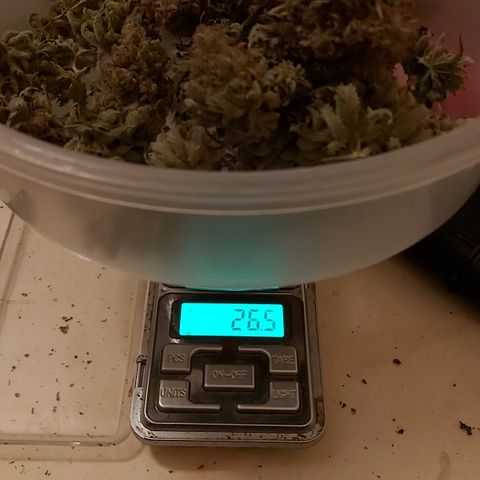 Moby Dick growlog photo: Total 4 esquejes 116.8 👌🏾
