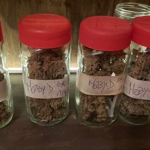 Moby Dick growlog photo: Total 4 esquejes 116.8 👌🏾