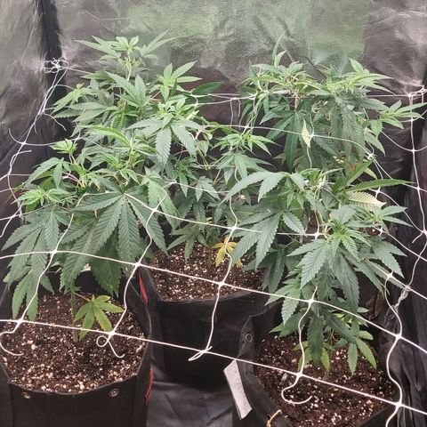 Gorilla Glue Faster growlog timeline photo
