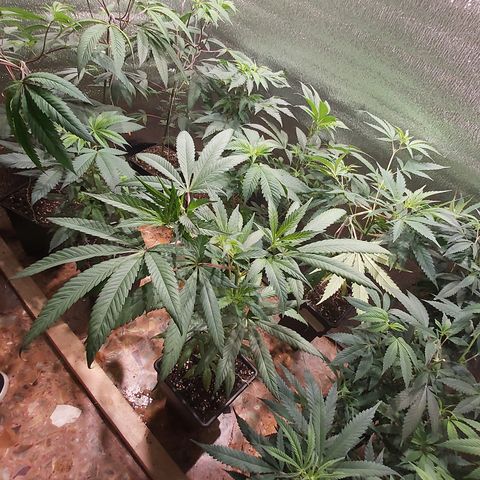 Super OG Kush (madre) growlog timeline photo